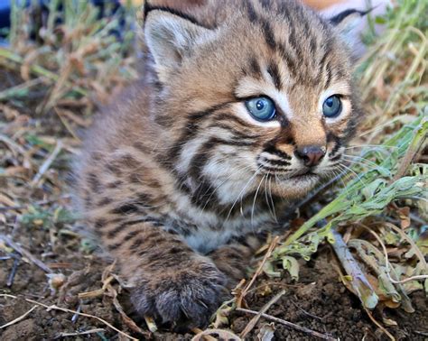 16 Jun 2023 ... Young Climber. Bobcat kitten facing camera. Bobcat kittens are usually born in a rocky area, cave, or hollow log. Image credit: © San Diego ...